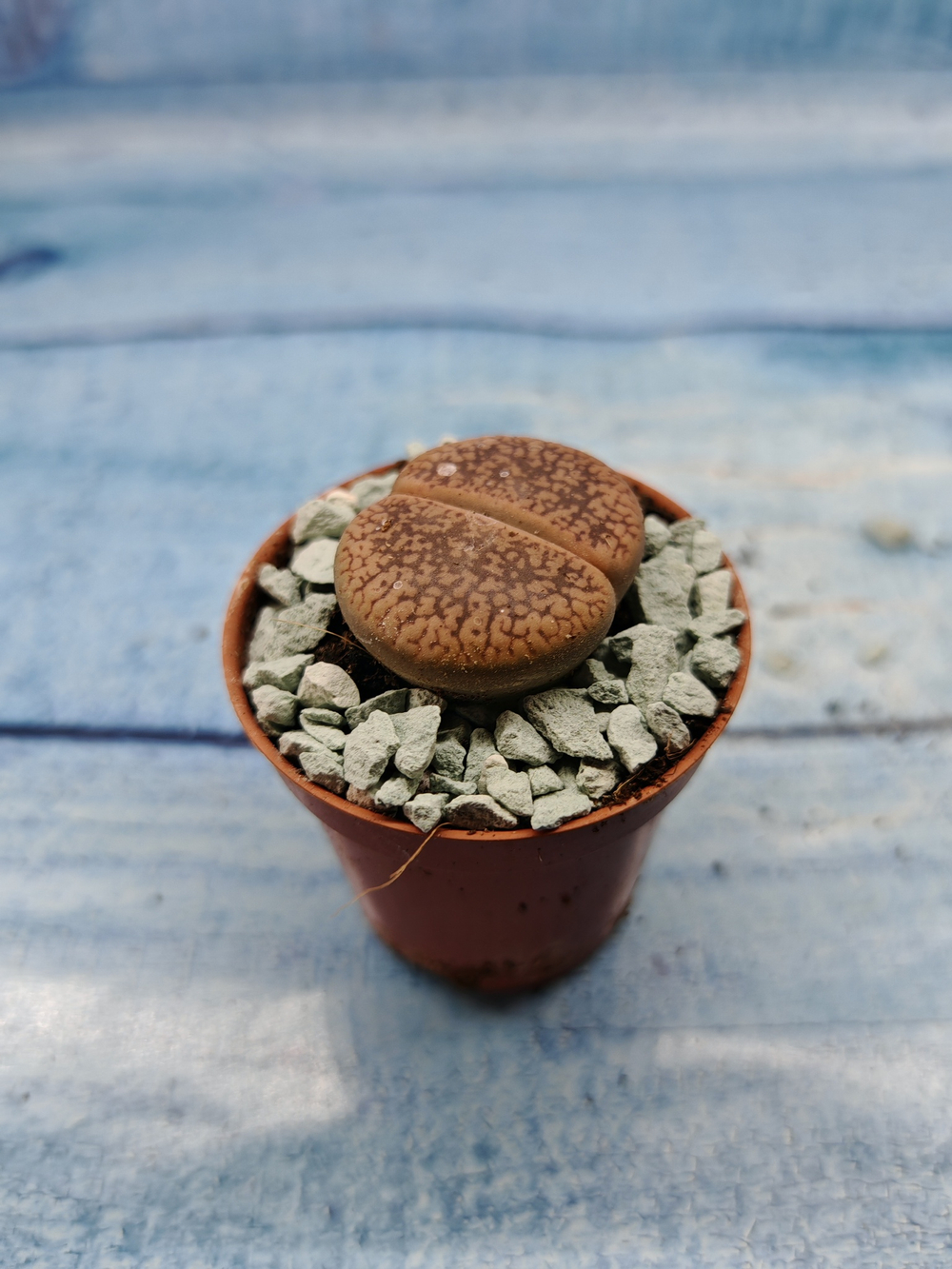 Lithops sp. (Литопсы)