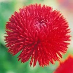 Маргаритка РОГГИ РЕД