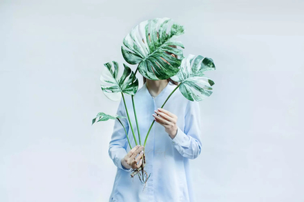 Куст вариегатной монстеры из 4 листьев с корнями