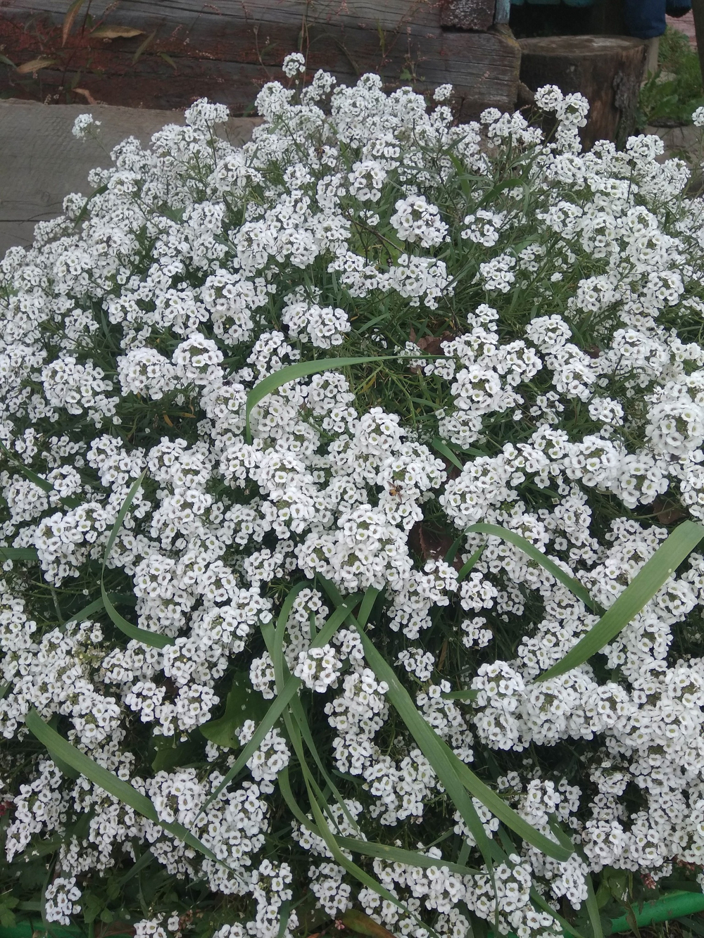 Ал1 Алиссум Snow Princess