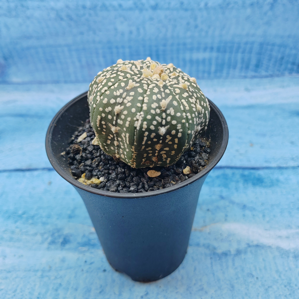 Astrophytum Asterias (Астрофитум)