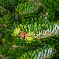 Пихта Фразера