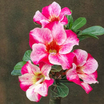 Адениум обесум 270 Đức Phát (X29)