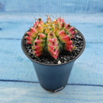 Gymnocalycium Variegata (Гимнокалициум Вариегатный)