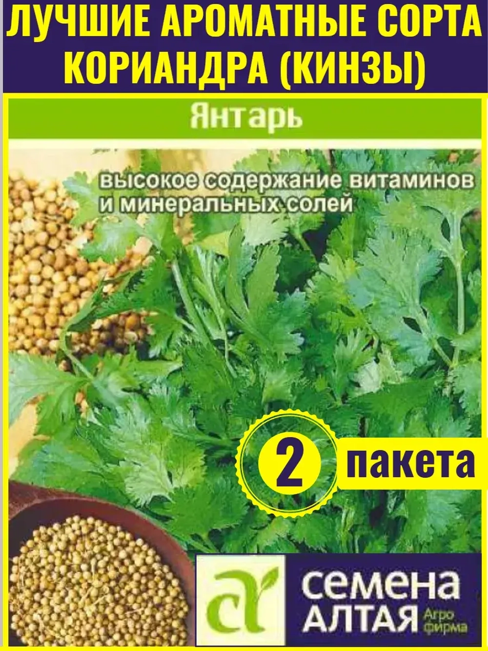 Семена кориандра Янтарь. Много солей и витаминов