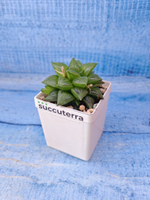 Haworthia Turgida (Хавортия)