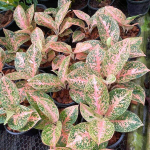 Аглаонема ORANGE STARDUST