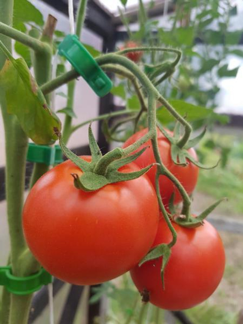 КЛИПСЫ ДЛЯ ПОДВЯЗКИ РАСТЕНИЙ PALISAD D20ММ 20ШТ 644255