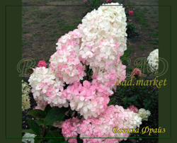 Гортензия метельчатая Ванилла Фрайз- Ванильная Клубника (Hydrangea paniculata `Vanille Fraise`)