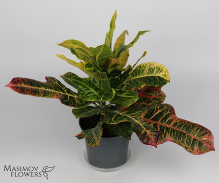 Горшочное растение "Кротон"