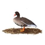 Комплект чучел Белолобый гусь (10шт) 3D "Softplast" B10S-3D