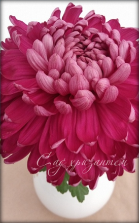 Хризантема крупноцветковая, одноголовая.