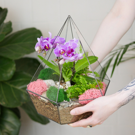 Готовый флорариум с орхидеей Пурпур Алмаз
