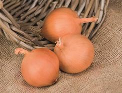 МАНАС F1 семена лука репчатого (Bejo | Alexagro)