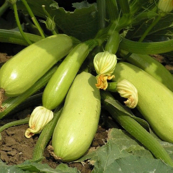 Искандер F1 семена кабачка (Seminis / ALEXAGRO) культура – фото 2