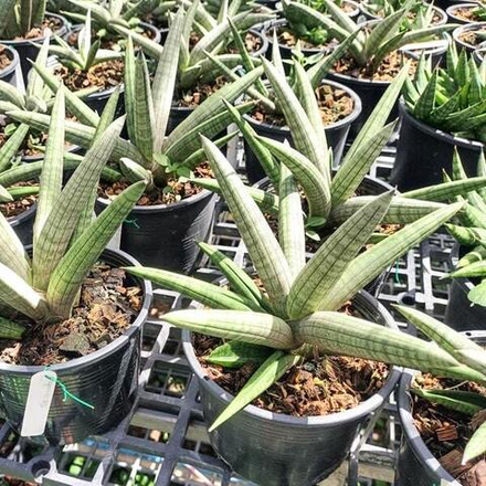 Сансевиерия DRAGON CLAW