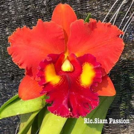 Орхидея ринхолелиокаттлея RLC. SIAM PASSION