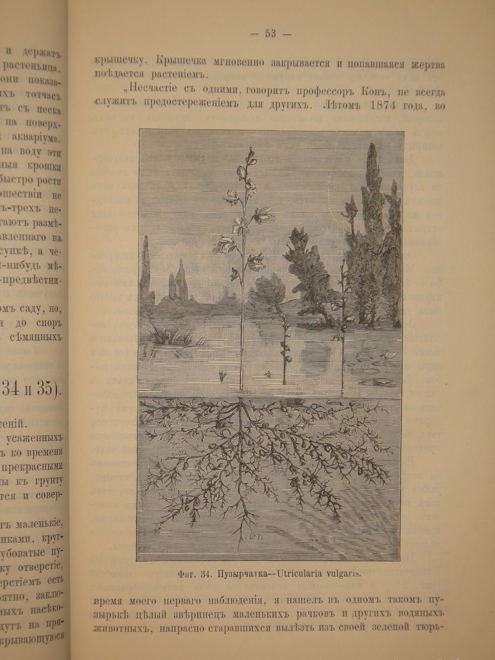"Аквариум любителя. Подробное описание флоры и фауны аквариума, устройство аквариума, уход за ним и пр.". Н.Ф.Золотницкий. 1890г.