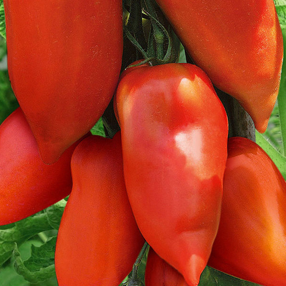 КОРНАБЕЛЬ F1 семена томата купить – фото 5