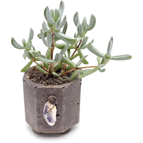 Живой суккулент из коллекции EnjoyPlants D5,5 480159