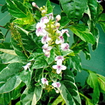 Псевдэратнемум макулатум – Pseuderanthemum maculatum