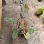 Хойя GUNUNG NANGA