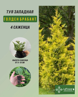 Туя западная Голден Брабант 4шт