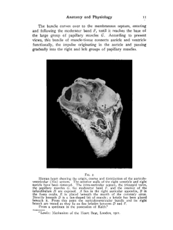 Cardio-vascular diseases. recent advance in their anatomy, physiology, pathology, diagnosis and treatment | Thomas Edward Satterthwaite