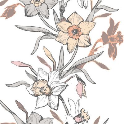 Elegant Narcissus flowers on White.