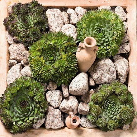 Молодило Hardy Perennial Species (mix)