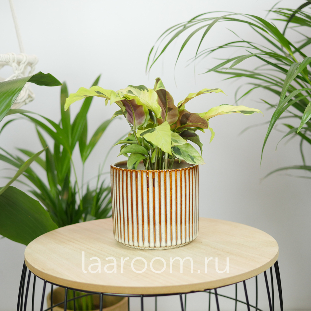 Калатея Фьюжн Еллоу 10/20