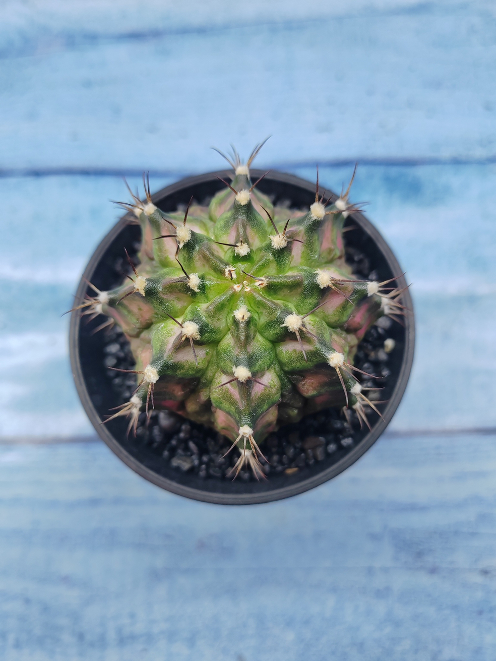 Gymnocalycium T-Rex Pink hybride (Гимнокалициум T-rex)