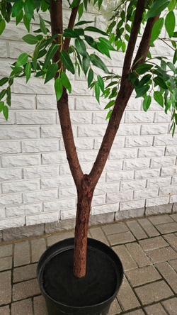 Искусственная Акация белая 240см в техническом кашпо