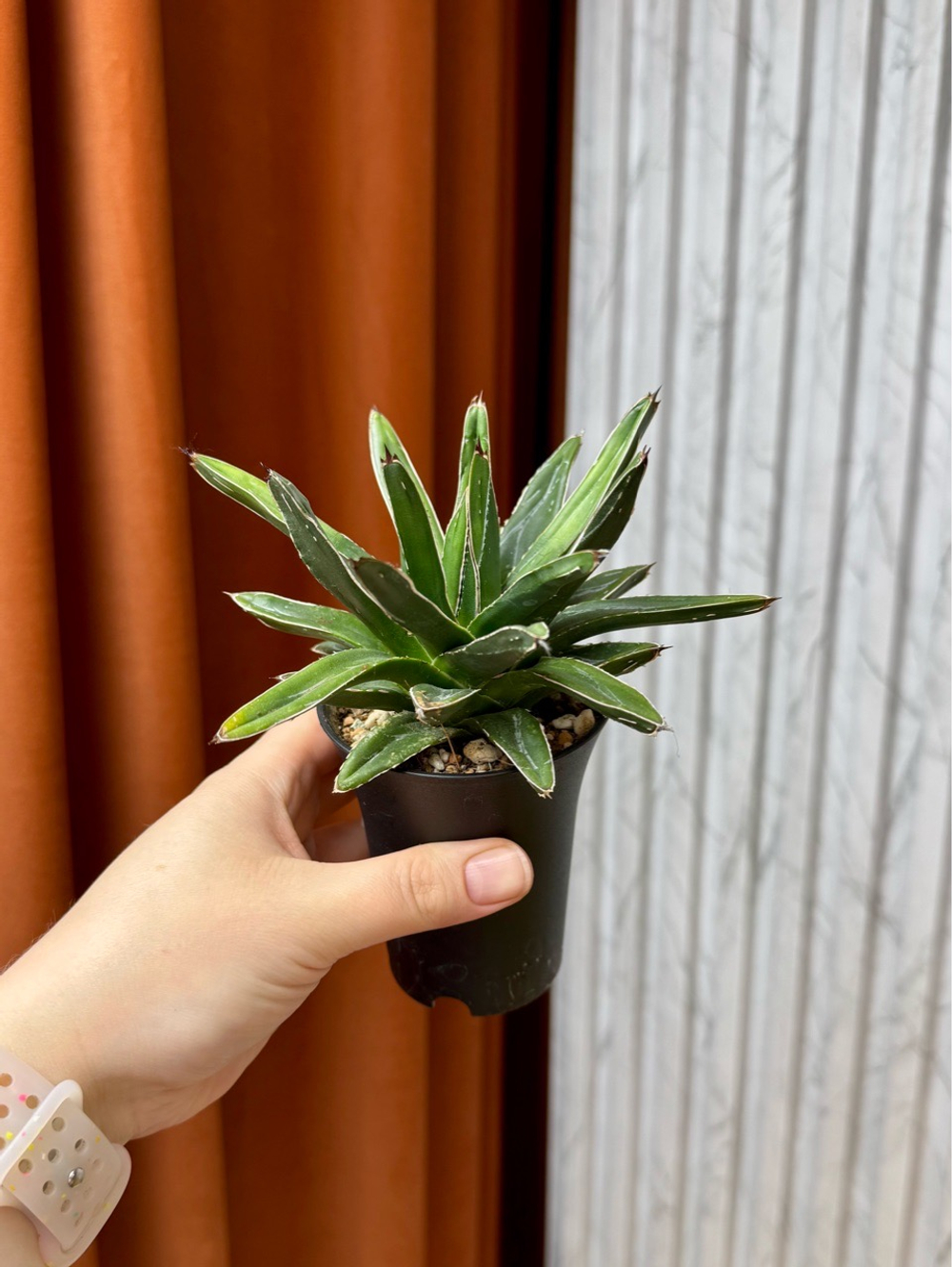 Агава Виктория Регина, D9см Н20см, 1шт, Urban Jungle (7583)