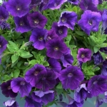 П17 Петуния Cascadies Indigo