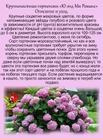 Гортензия Между нами романтика (You & Me Romance)
