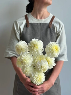 Георгин Zahra (корень) Закупка М55 апрель 2026