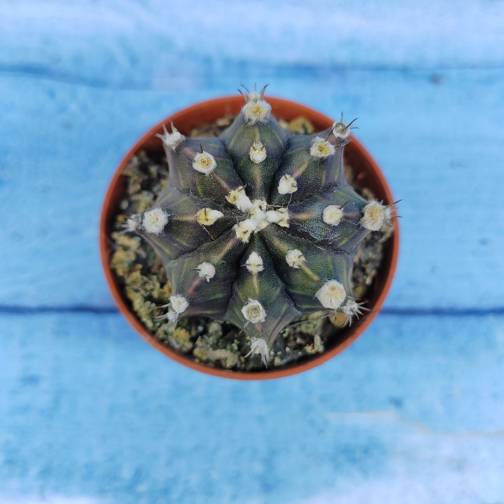 Gymnocalycium Friedrichii (Гимнокалициум)