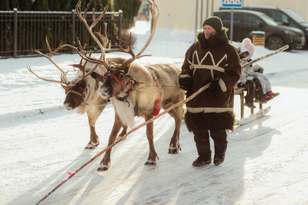 Упряжка с оленями