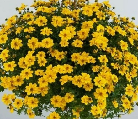 ЕВРО Биденс Yellow Sunshine укор черенок декабрь