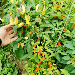 Корнишонный Перчик Сладкие Пикули - Sweet Pickle Peppers