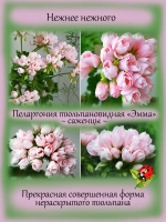 Пеларгония Эмма тюльпановидная