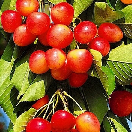 Черешня Брянская розовая (3-летняя) ЗКС