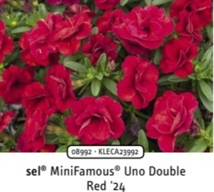 Calibrahoa MiniFamous Uno double red ОКС укорененный черенок. Под заказ, производство 4-5 недель
