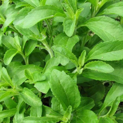 Стевия порошок Золото Индии