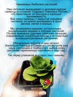 Примула ушковая Пирс Телфорд первоцвет