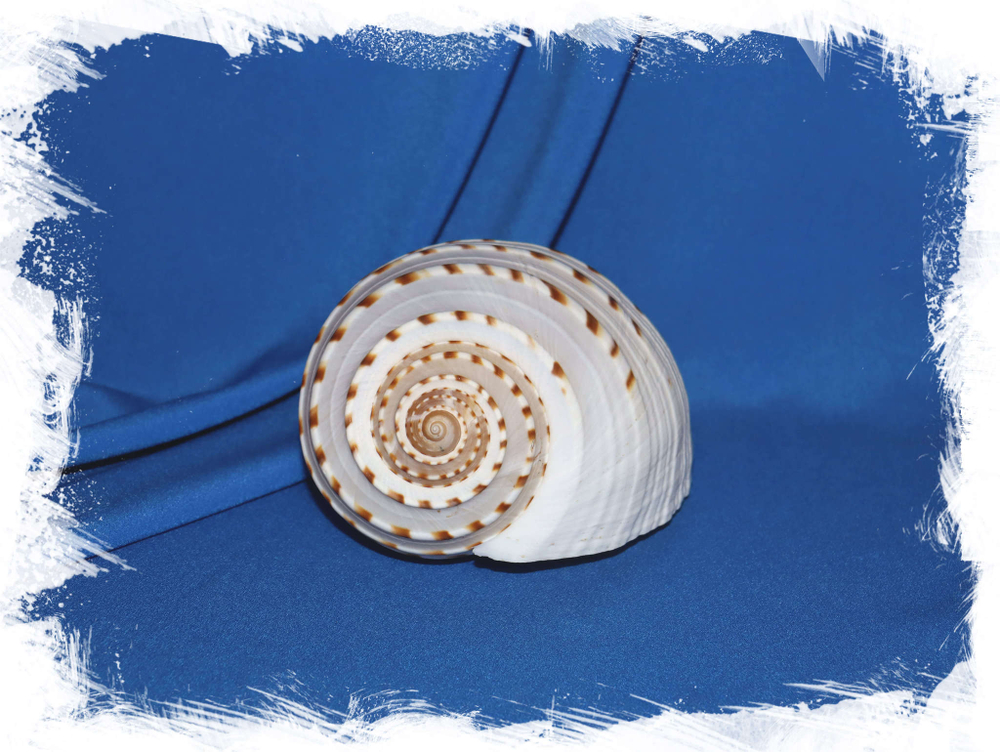 Ракушка Tonna dolium. Купить