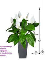 Искусственные цветы Спатифиллум белый средний в высоком кашпо графит 36см
