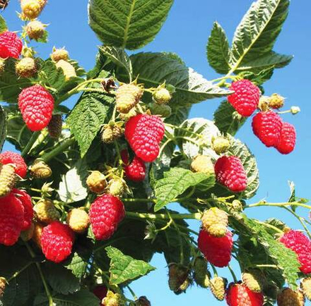 Малина Атлант (ремонтантная)