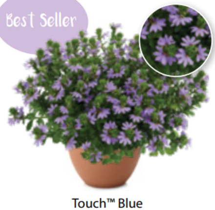 ЕВРО Сцевола Blue Touch ОКС укорененный черенок 15-20 февраля